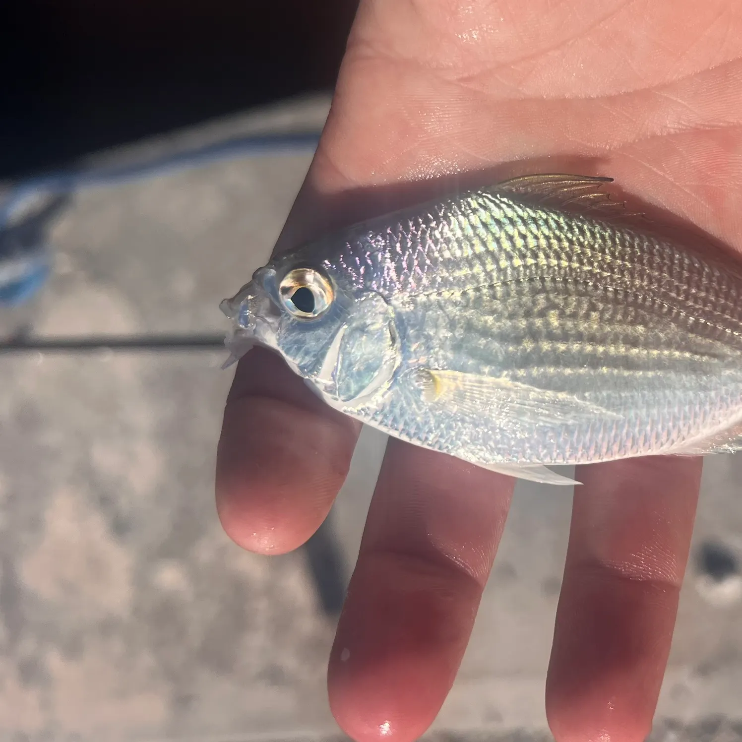 The most recent Silver jenny catches on Fishbrain