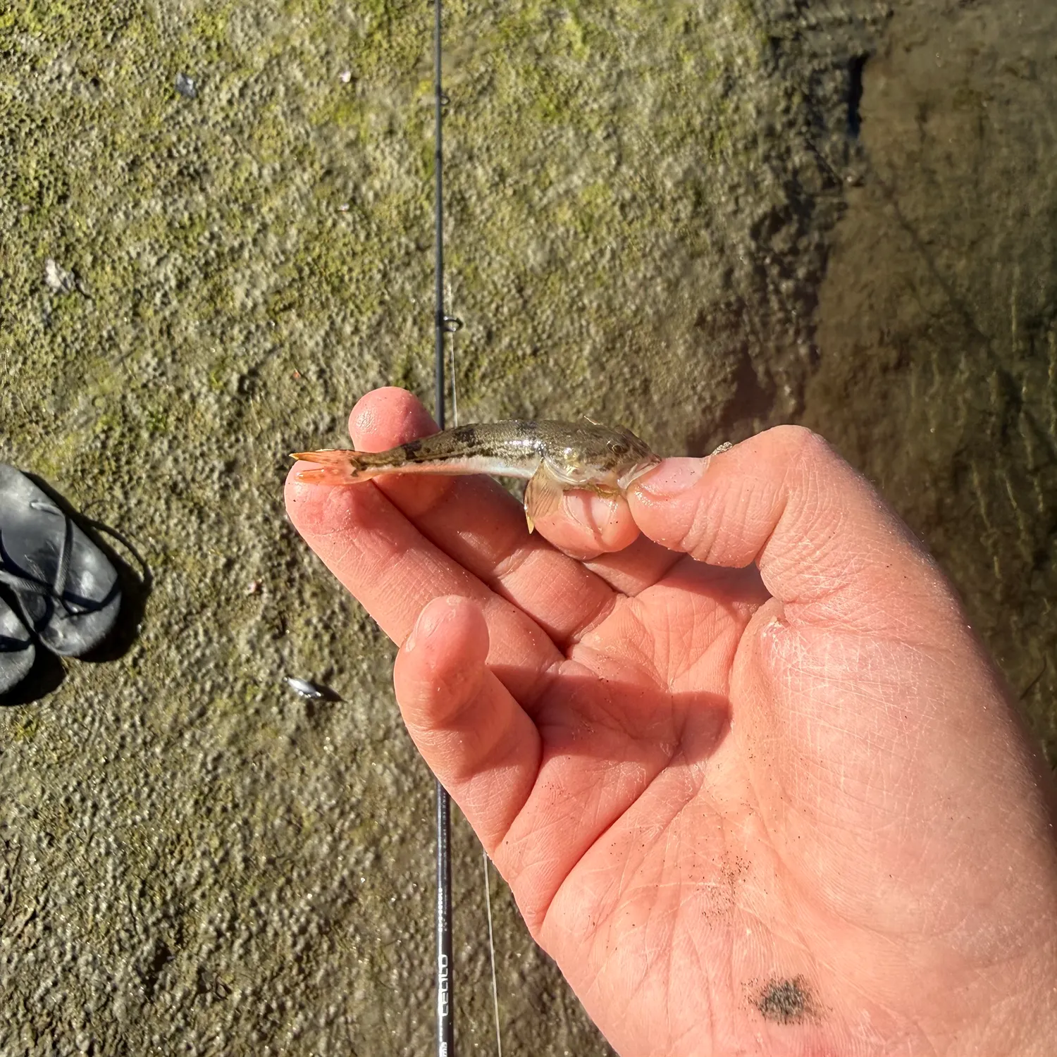 The most recent Pacific staghorn sculpin catches on Fishbrain