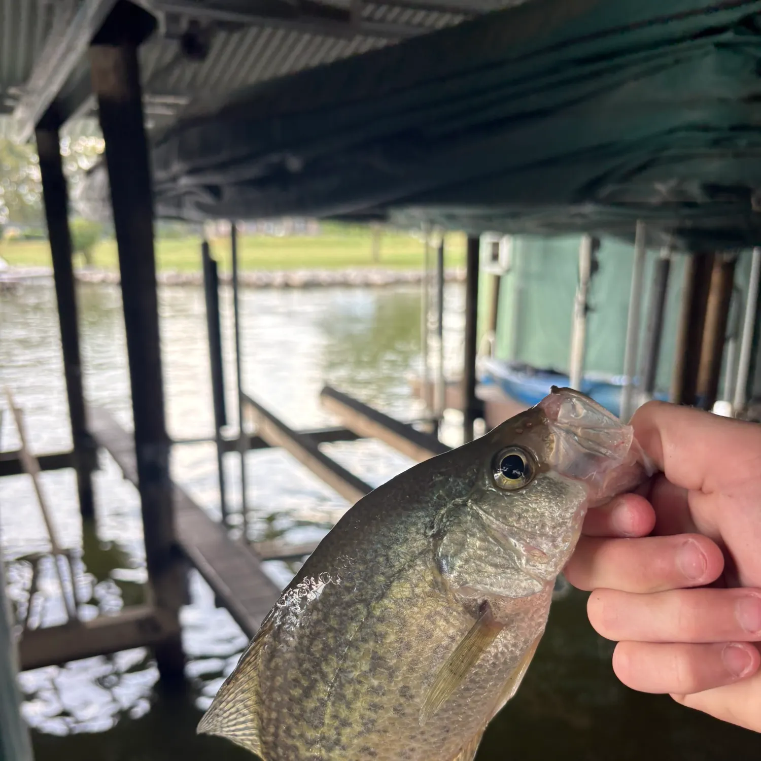 White crappie caught on Fishbrain