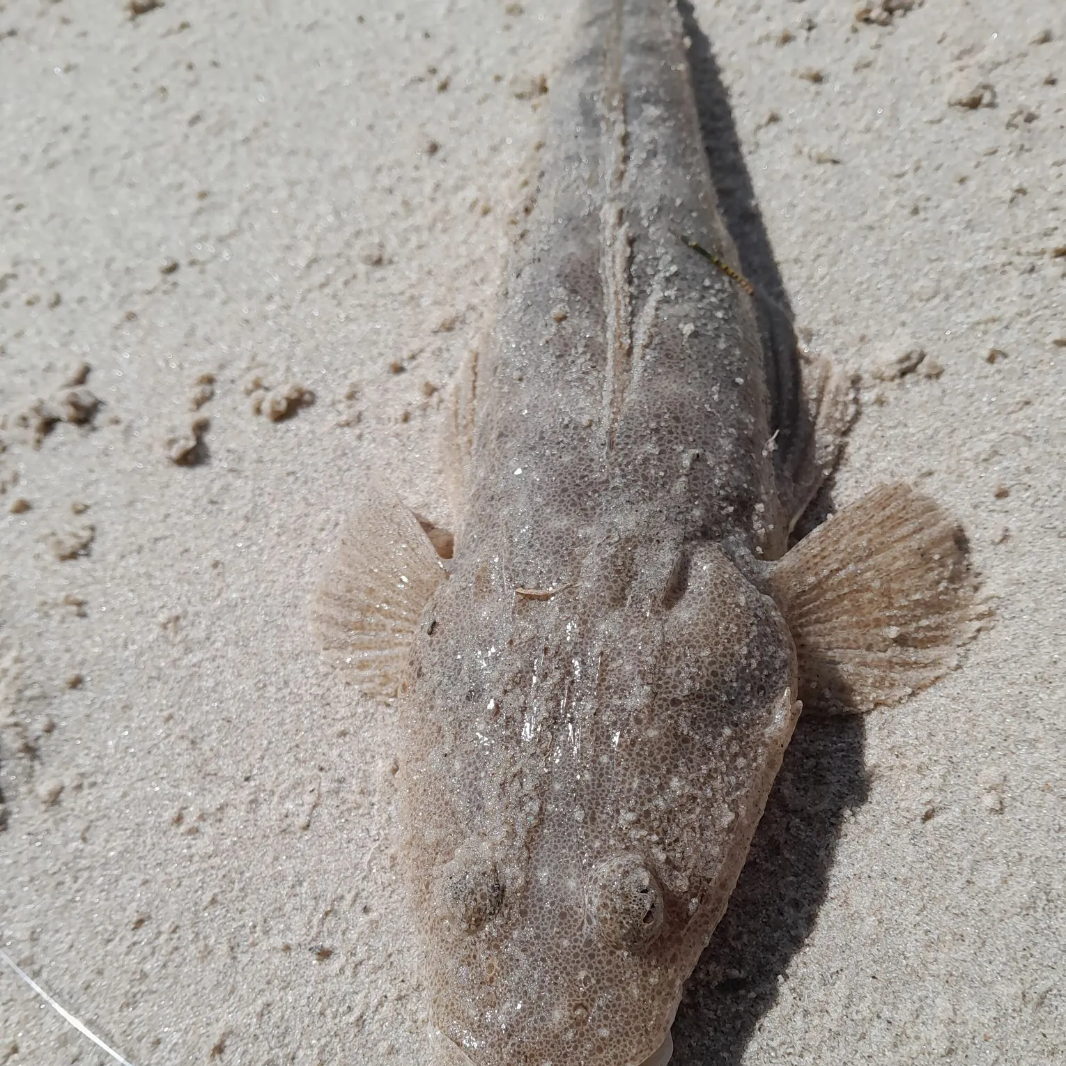 Dusky flathead caught on Fishbrain
