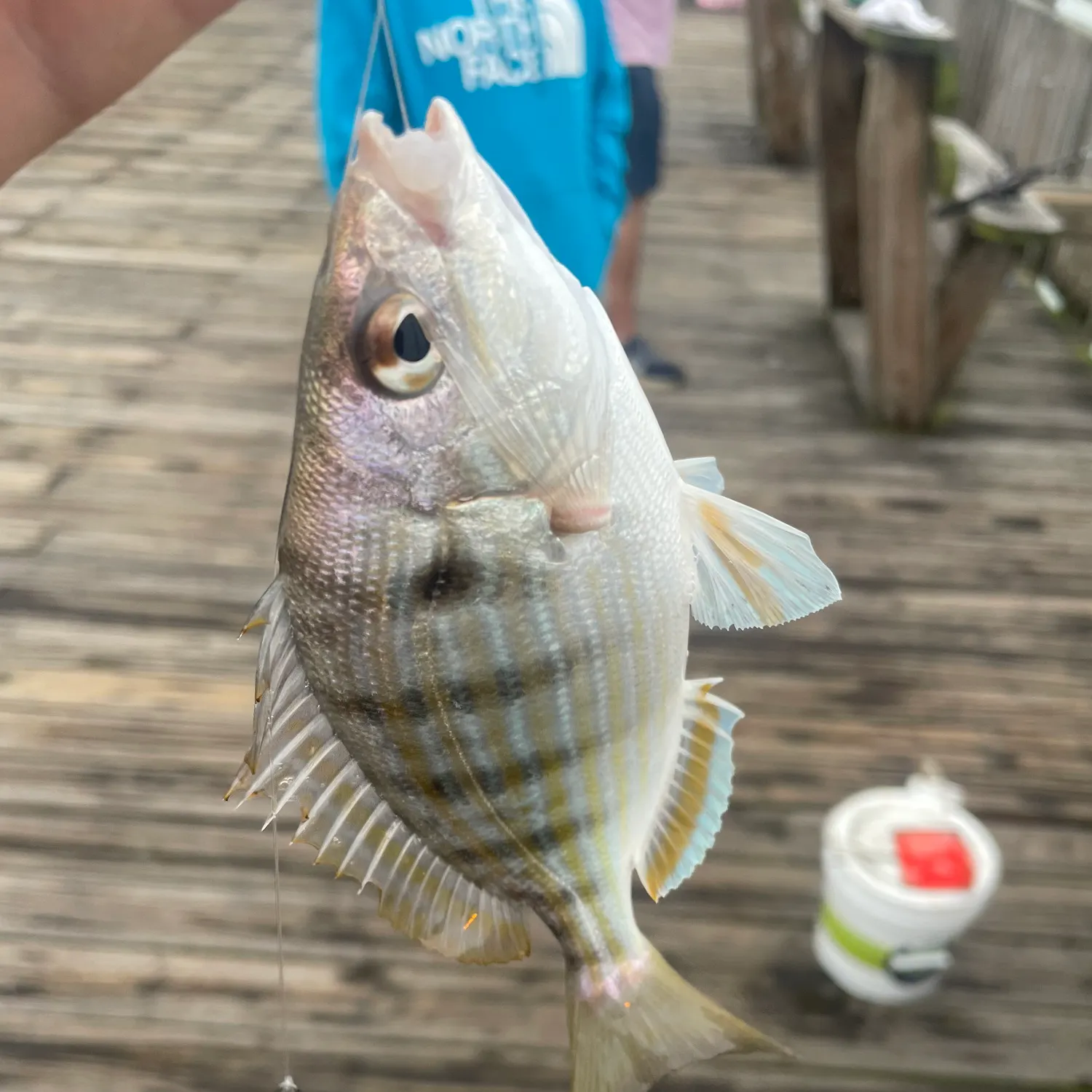 Pinfish caught on Fishbrain