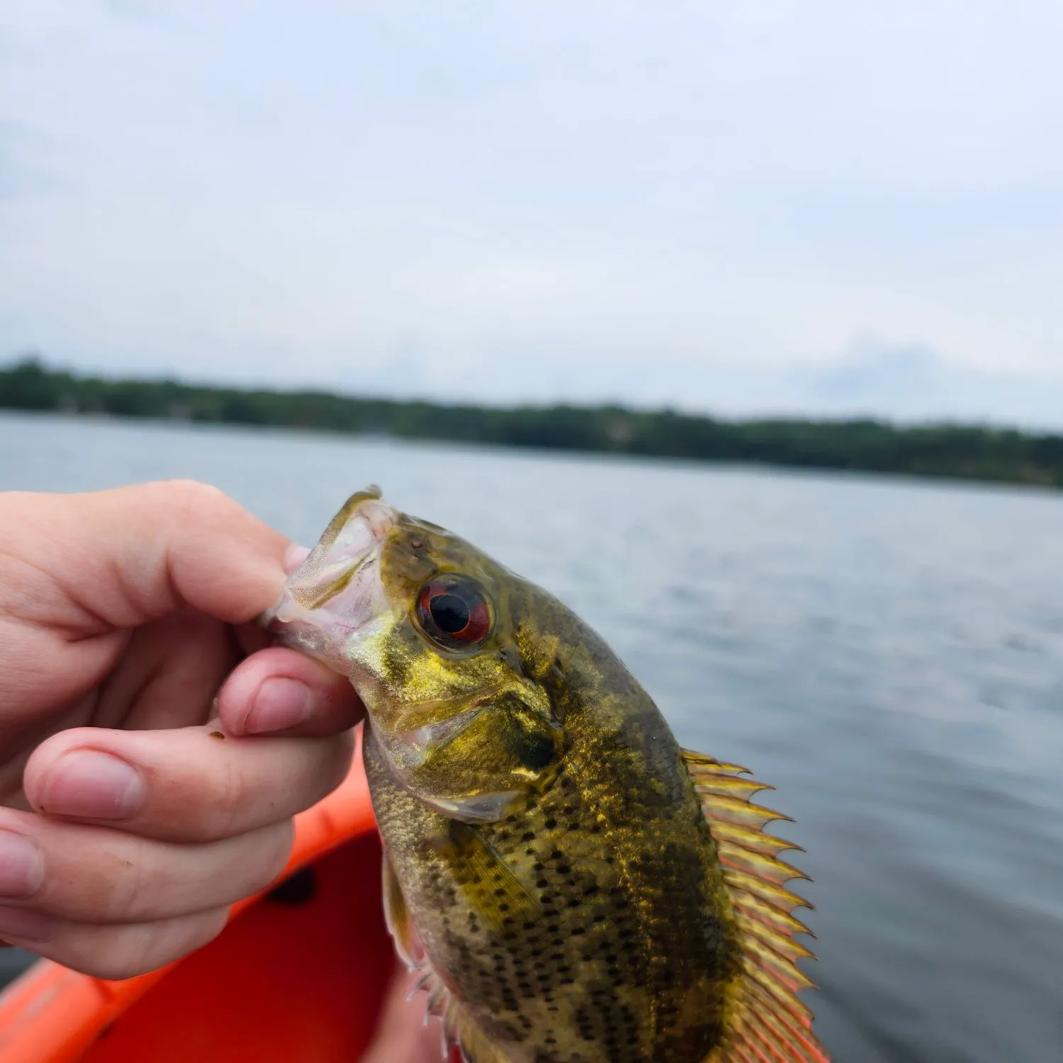 Rock bass caught on Fishbrain