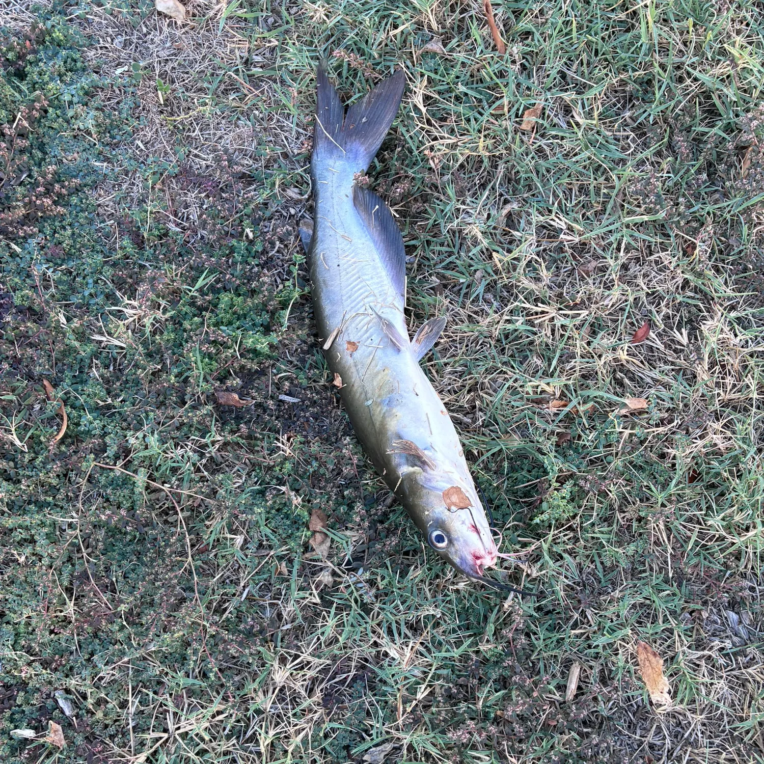 Channel catfish caught on Fishbrain