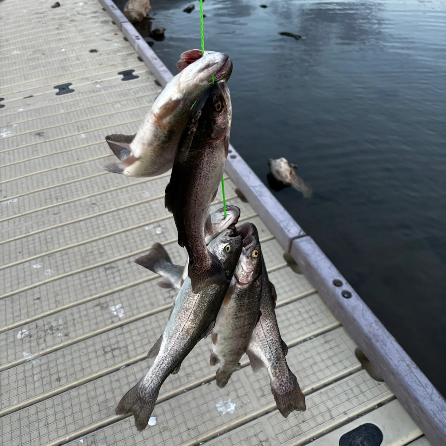 Rainbow trout caught on Fishbrain