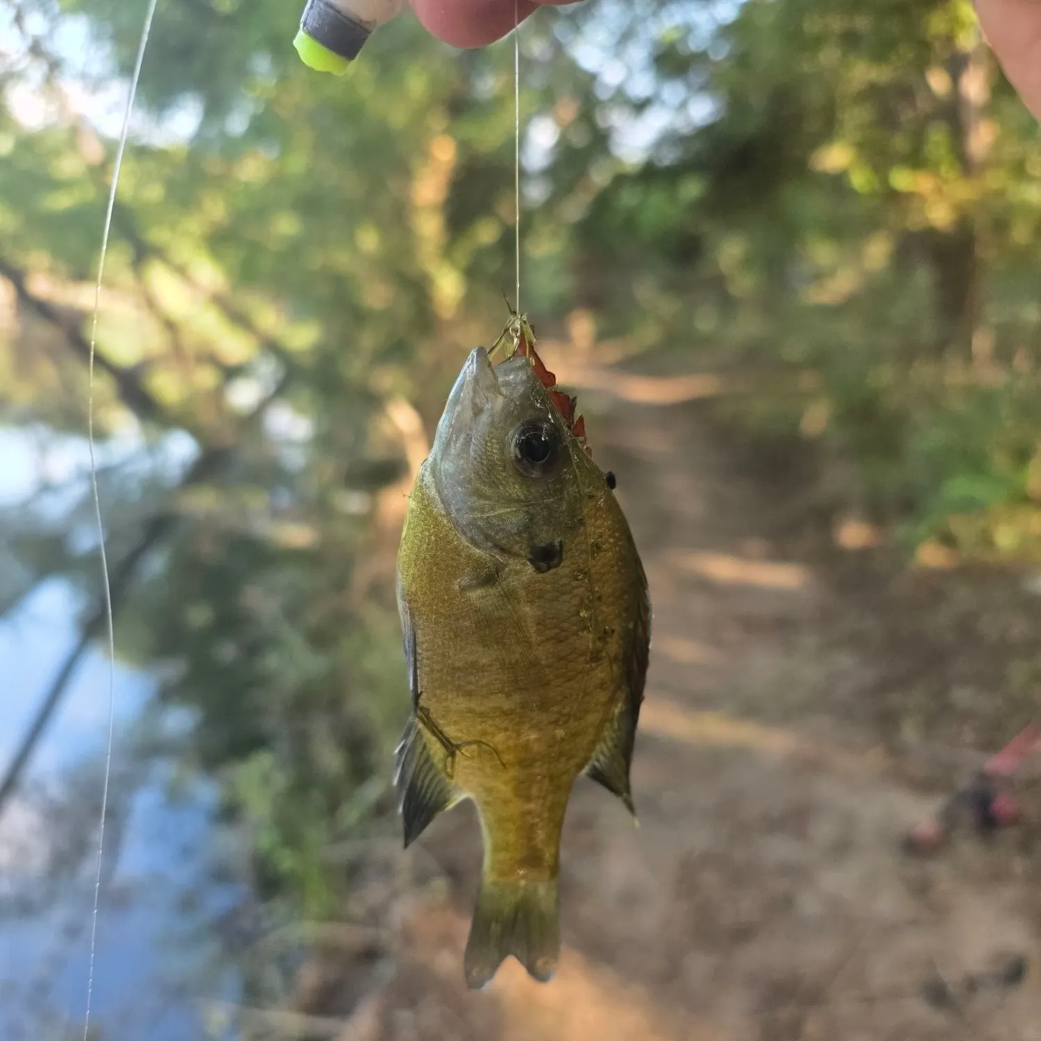 Bluegill caught on Fishbrain