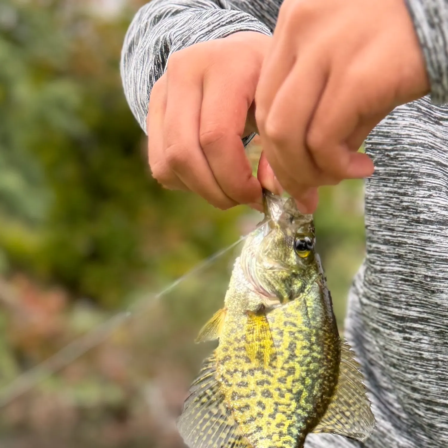 Black crappie caught on Fishbrain