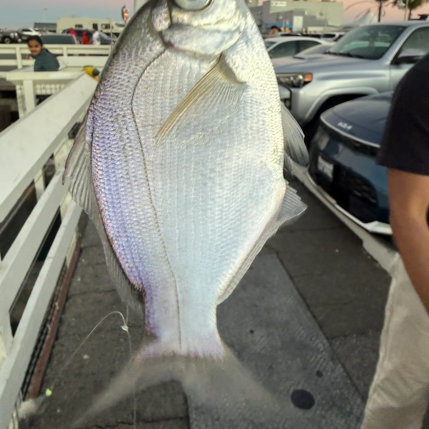 The most recent Walleye surfperch catches on Fishbrain