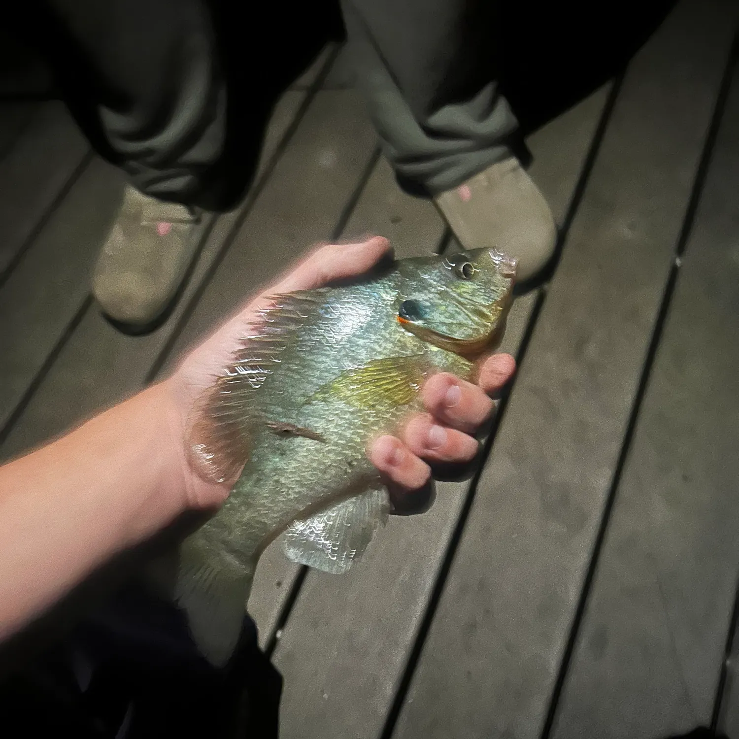 Redear sunfish caught on Fishbrain