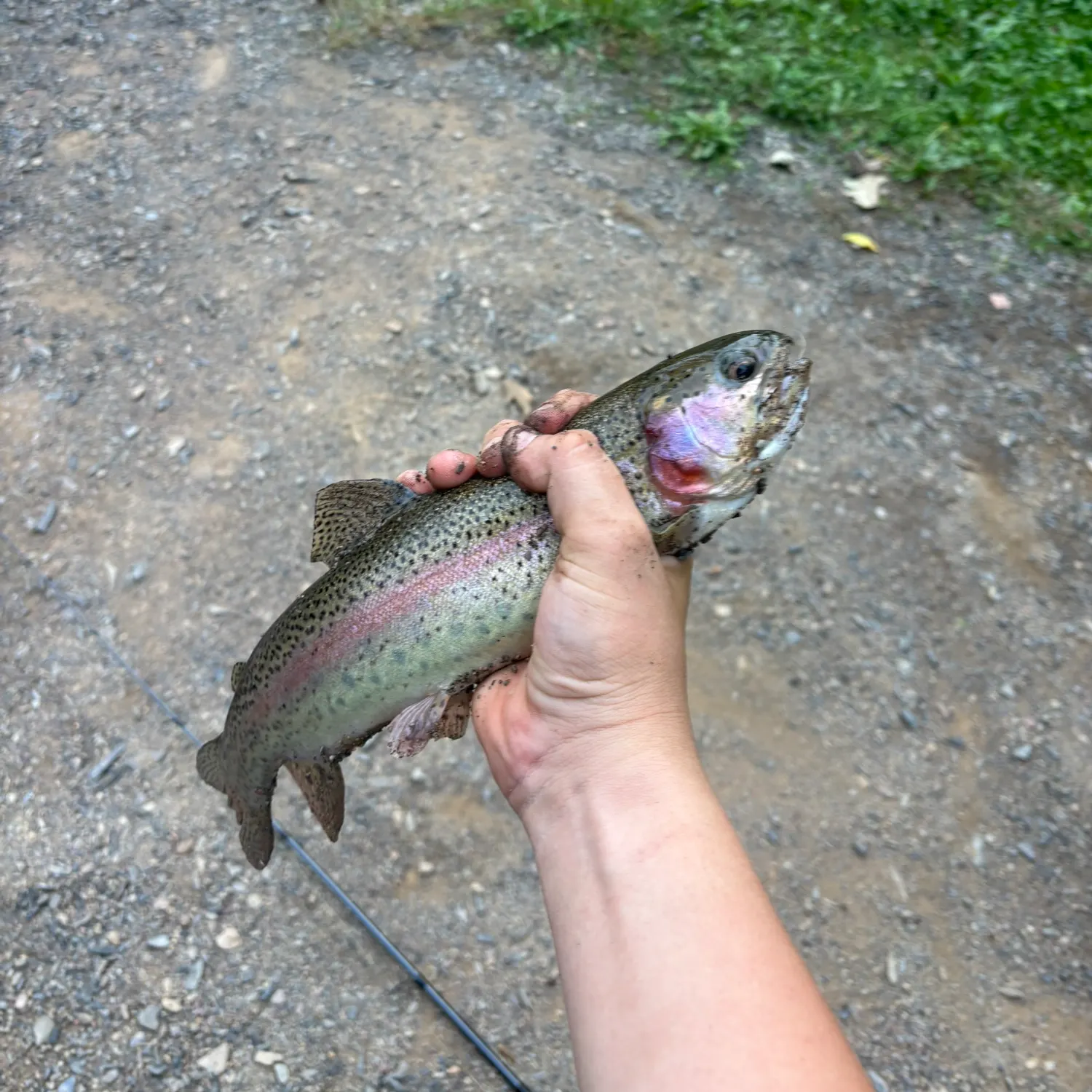Rainbow trout caught on Fishbrain