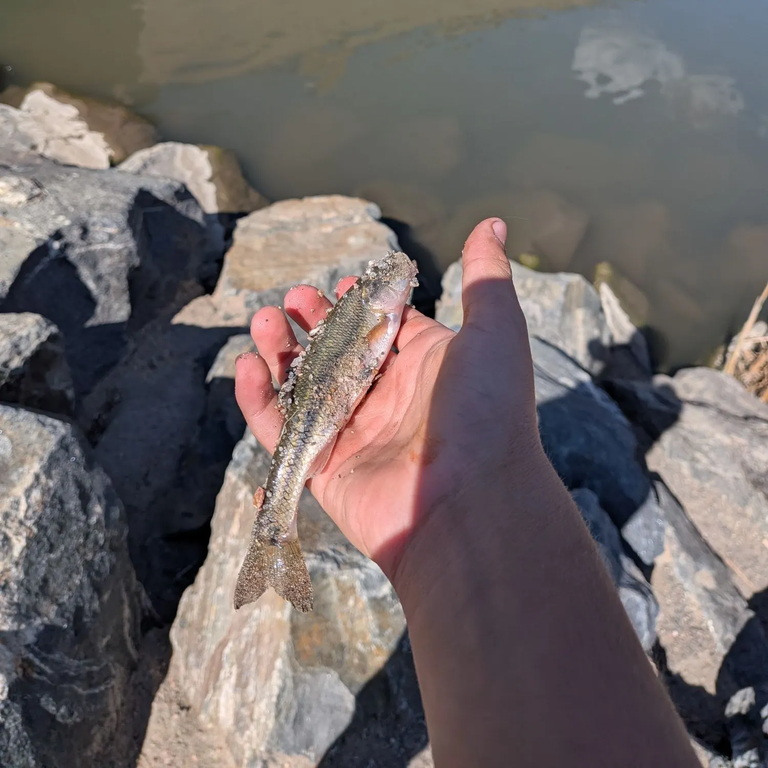 The most recent Creek chub catches on Fishbrain