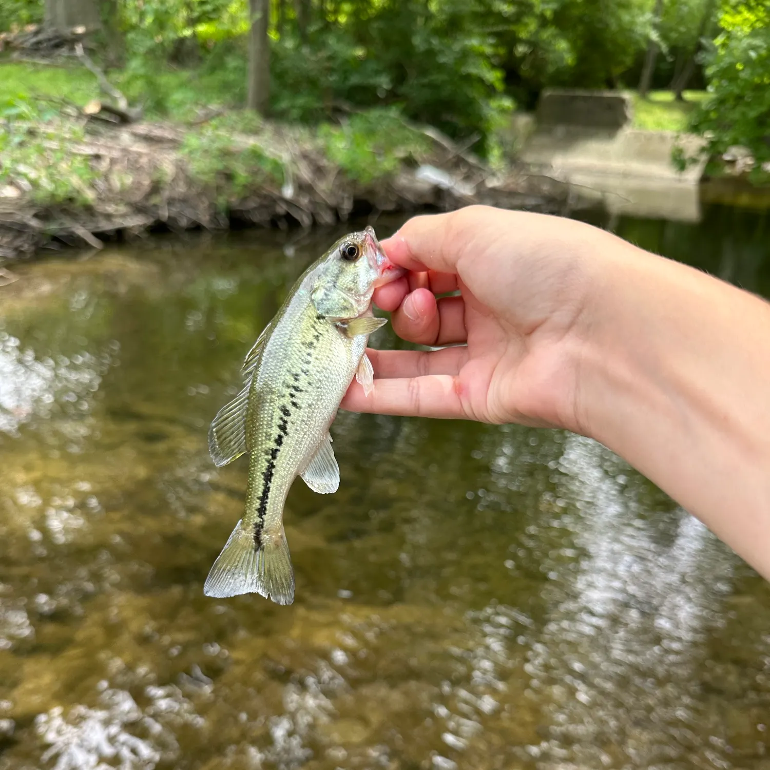 Spotted bass caught on Fishbrain