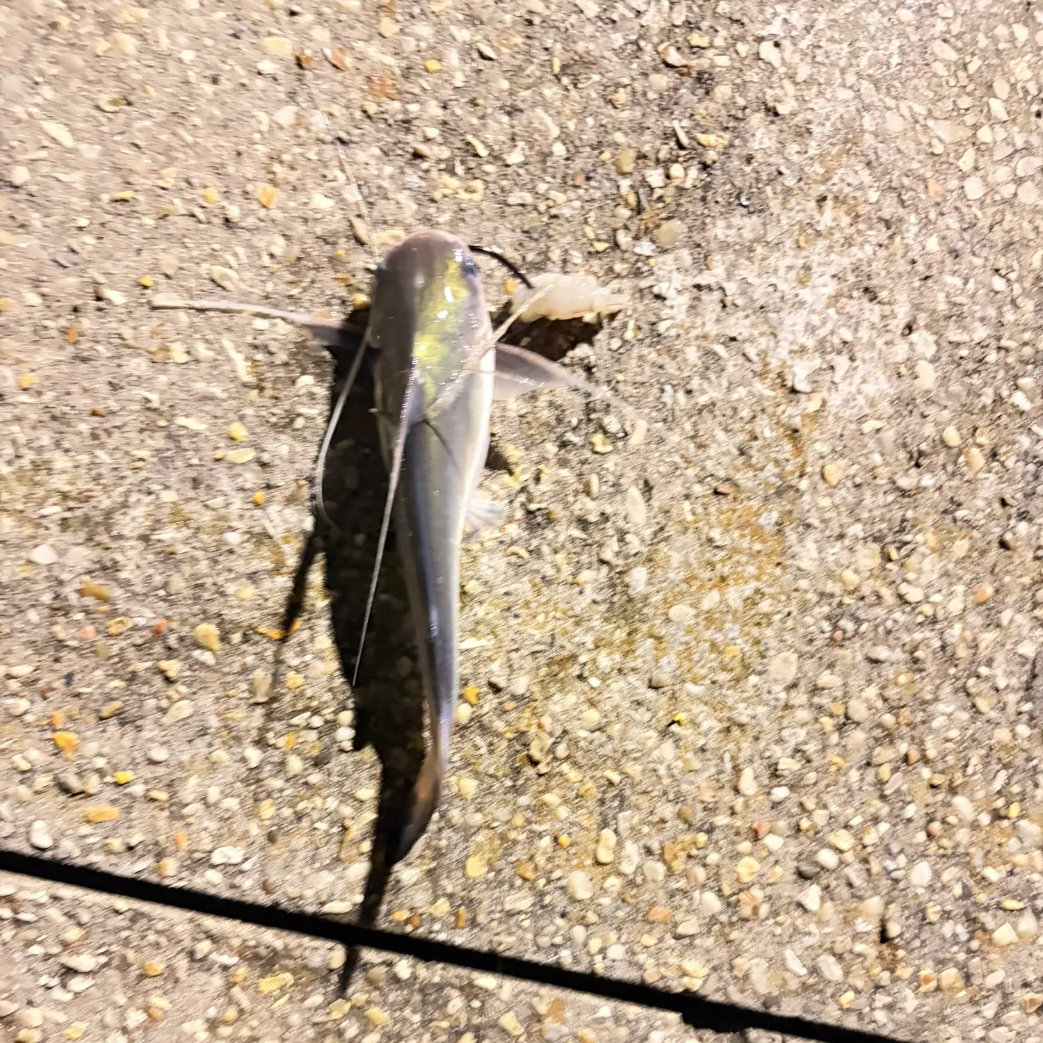 Gafftopsail sea catfish caught on Fishbrain