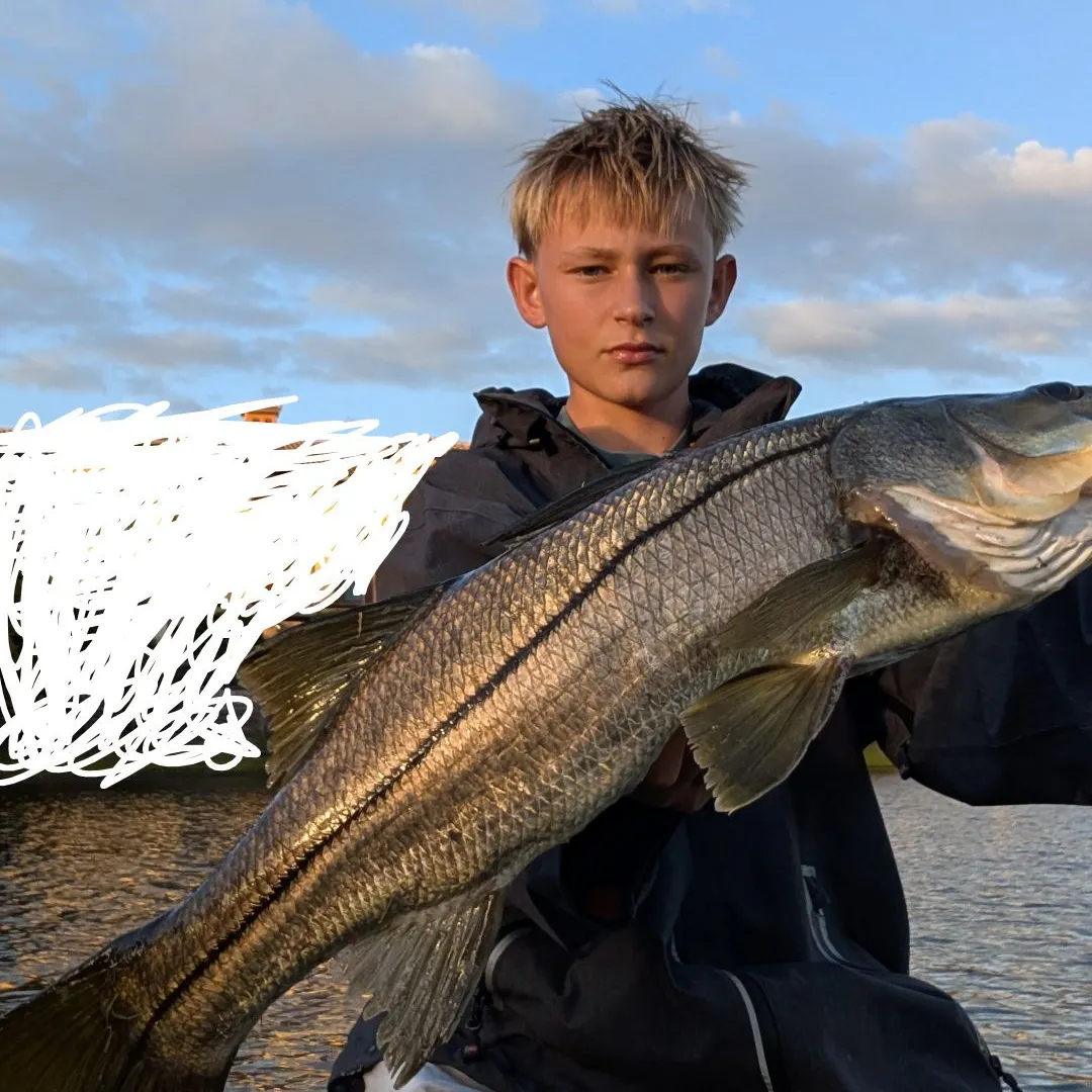 The most recent Common snook catches on Fishbrain