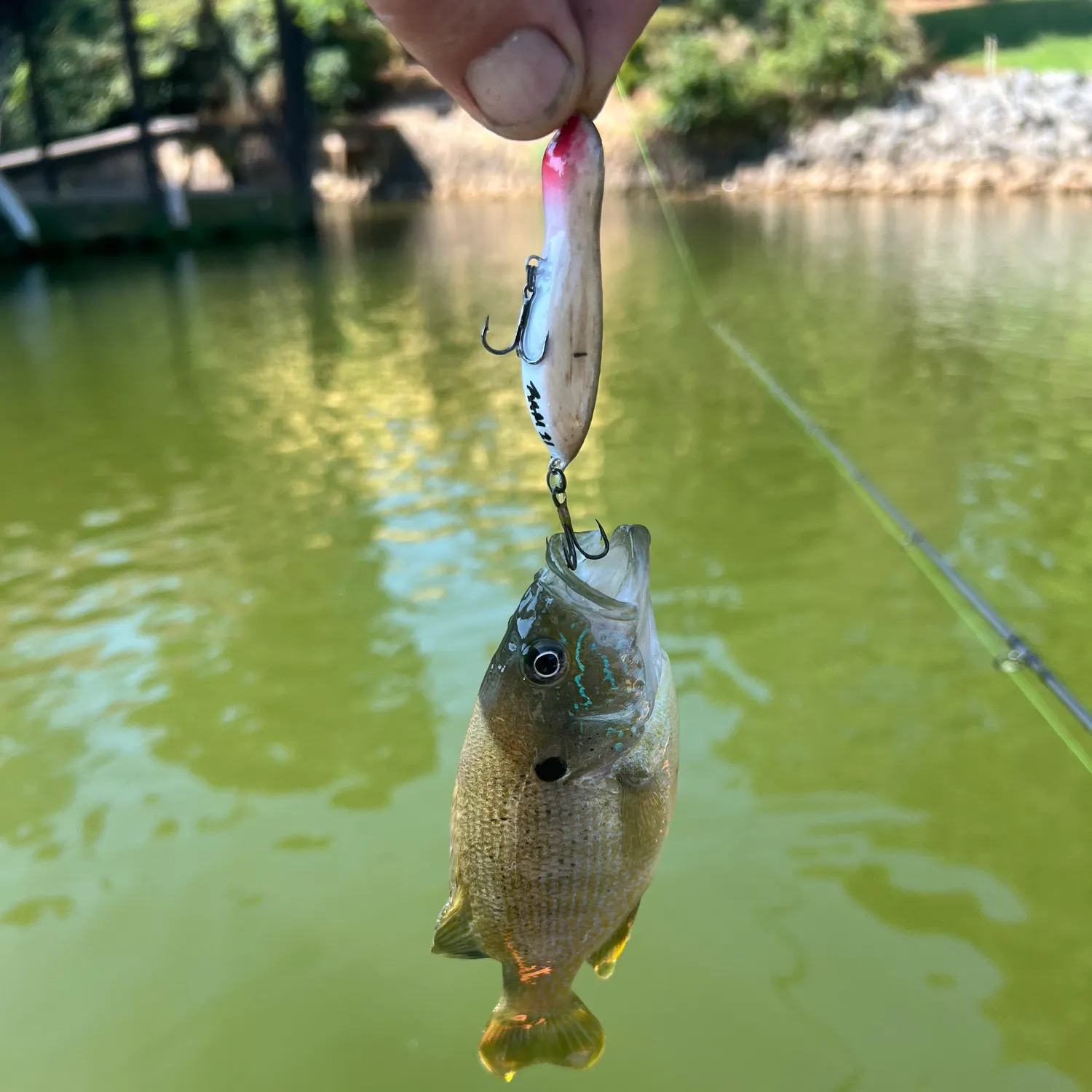 Green sunfish caught on Fishbrain