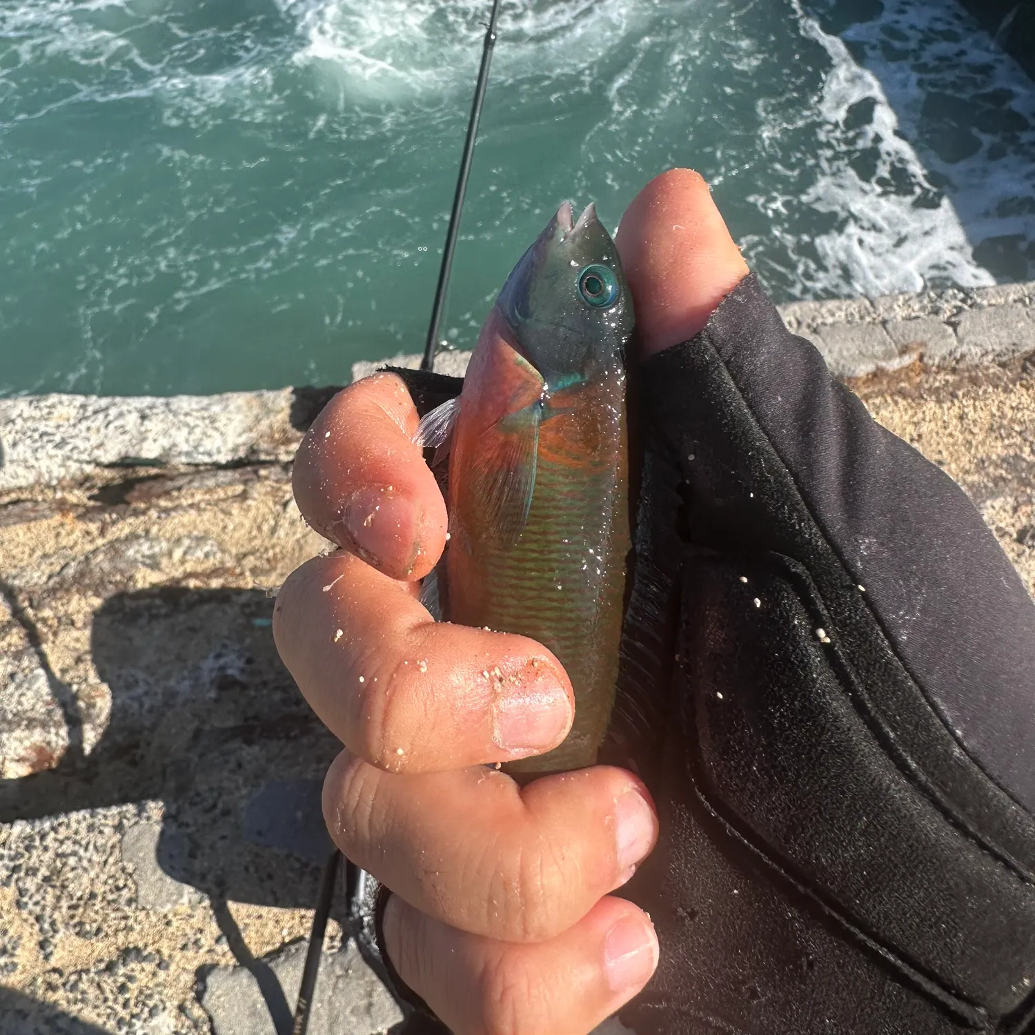 The most recent Saddle wrasse catches on Fishbrain