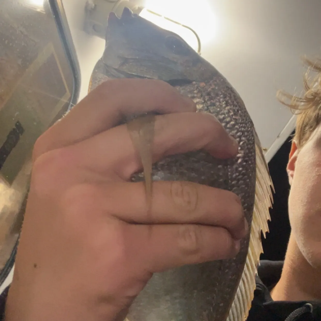 Scup caught on Fishbrain