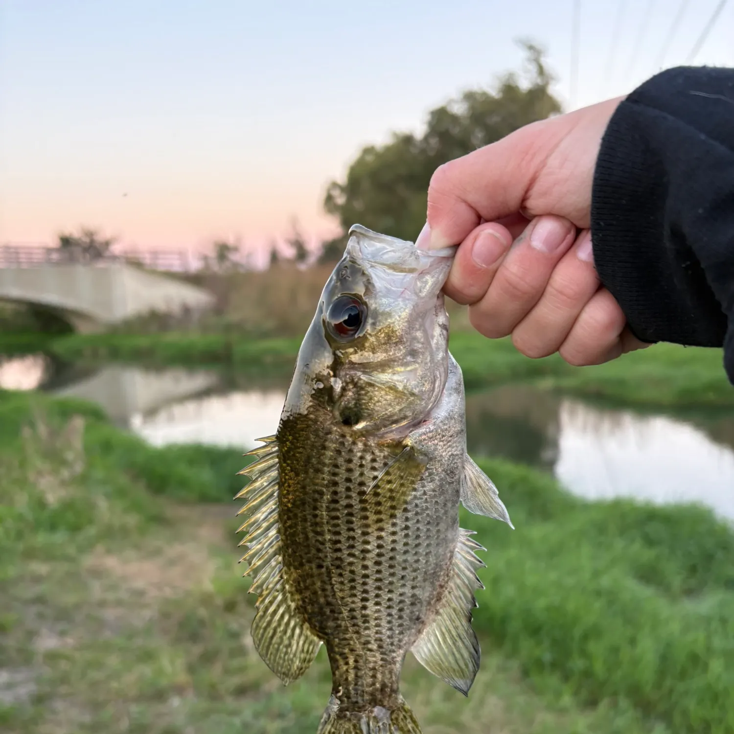 Rock bass caught on Fishbrain