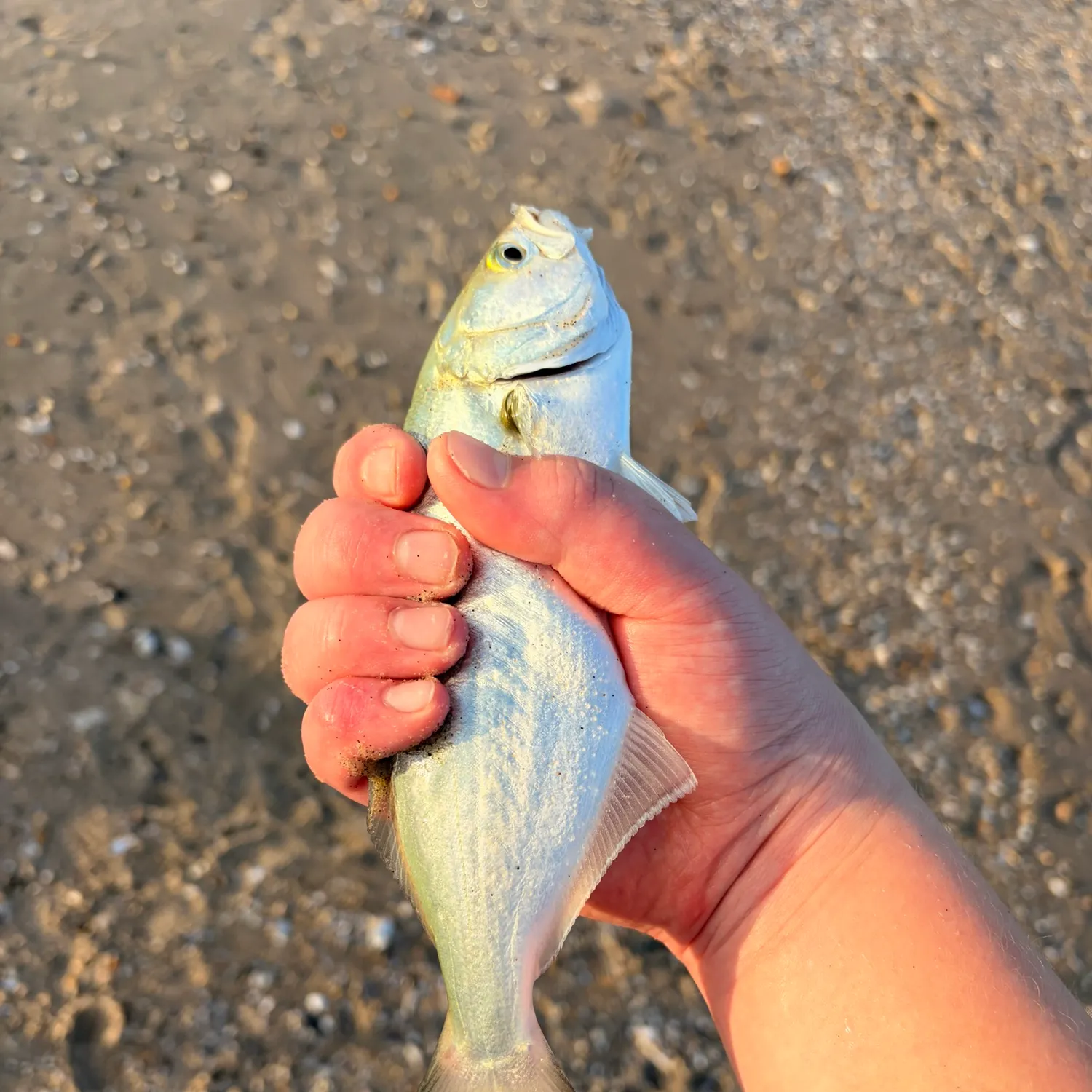 Bluefish caught on Fishbrain