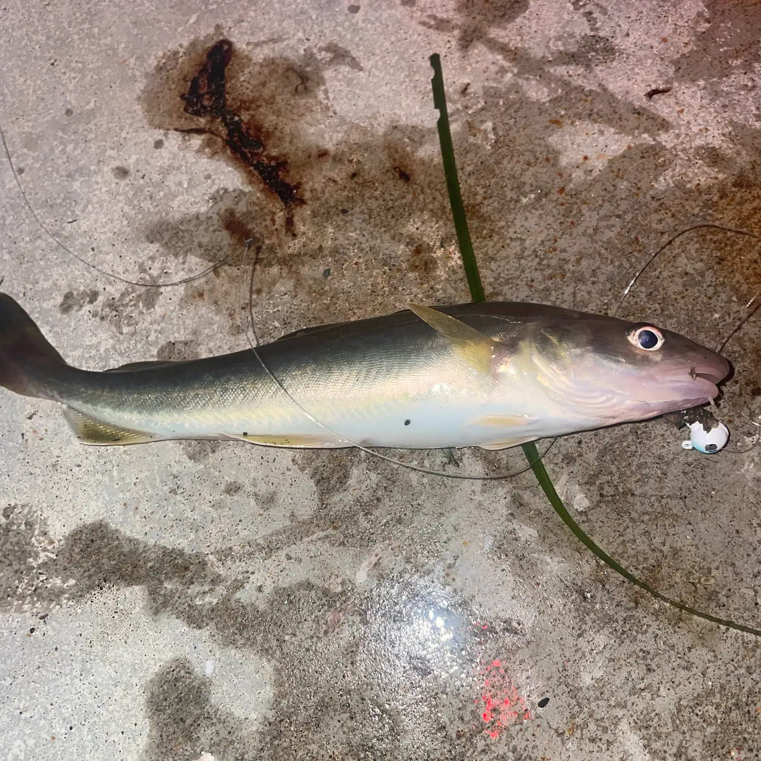 The most recent Saffron cod catches on Fishbrain
