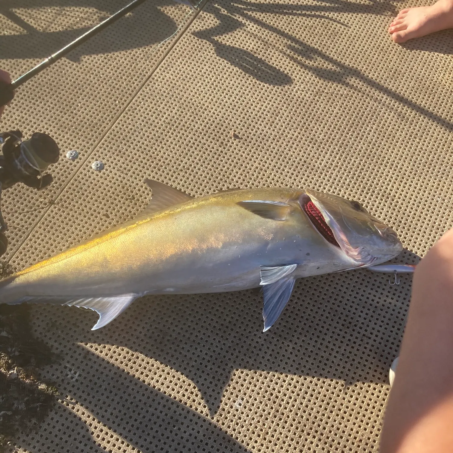 The most recent Samsonfish catches on Fishbrain