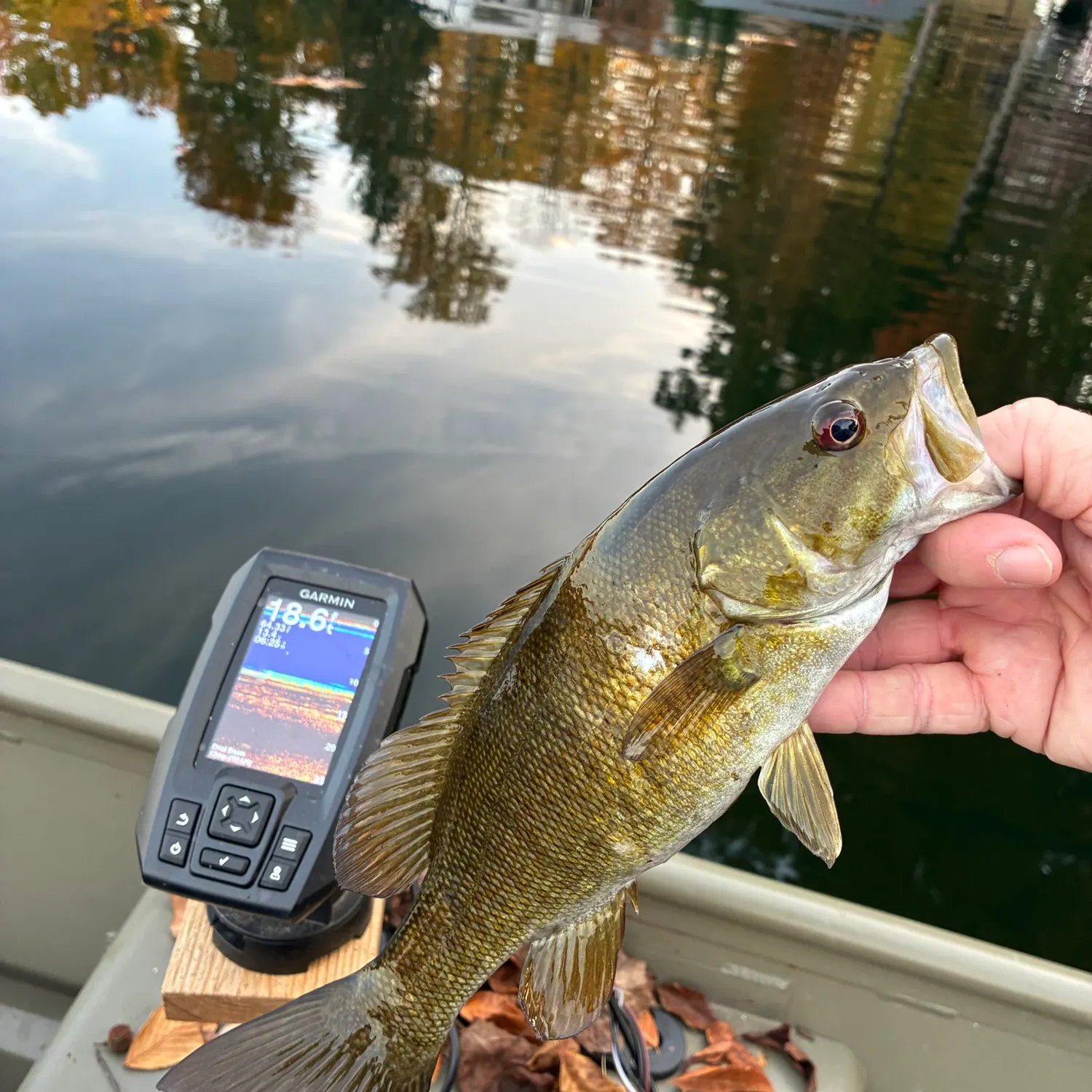 Smallmouth bass caught on Fishbrain