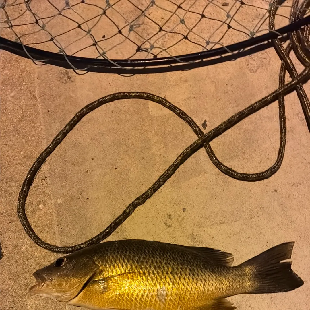 Mangrove snapper caught on Fishbrain