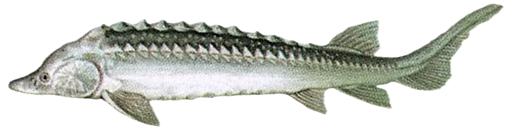 Russian sturgeon
