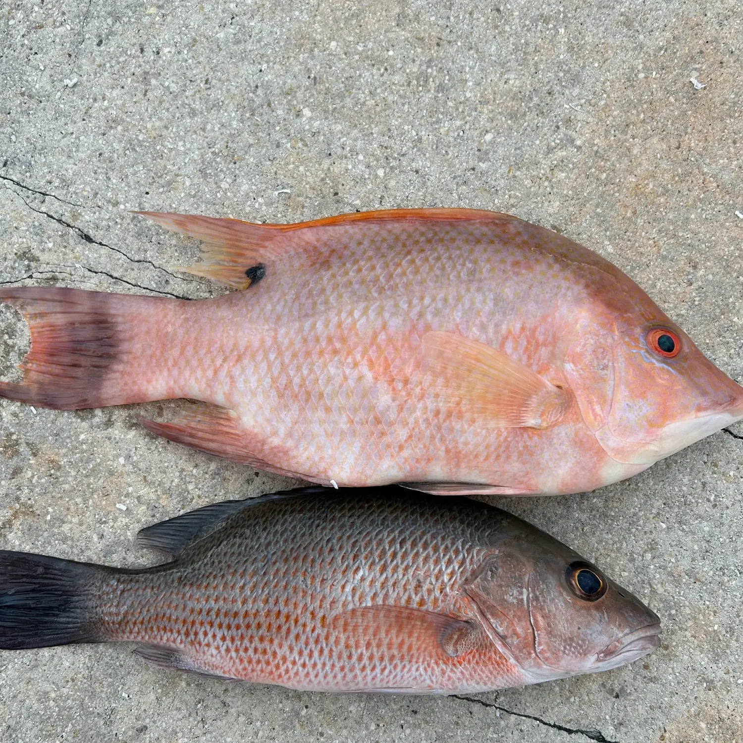 The most recent Hogfish catches on Fishbrain