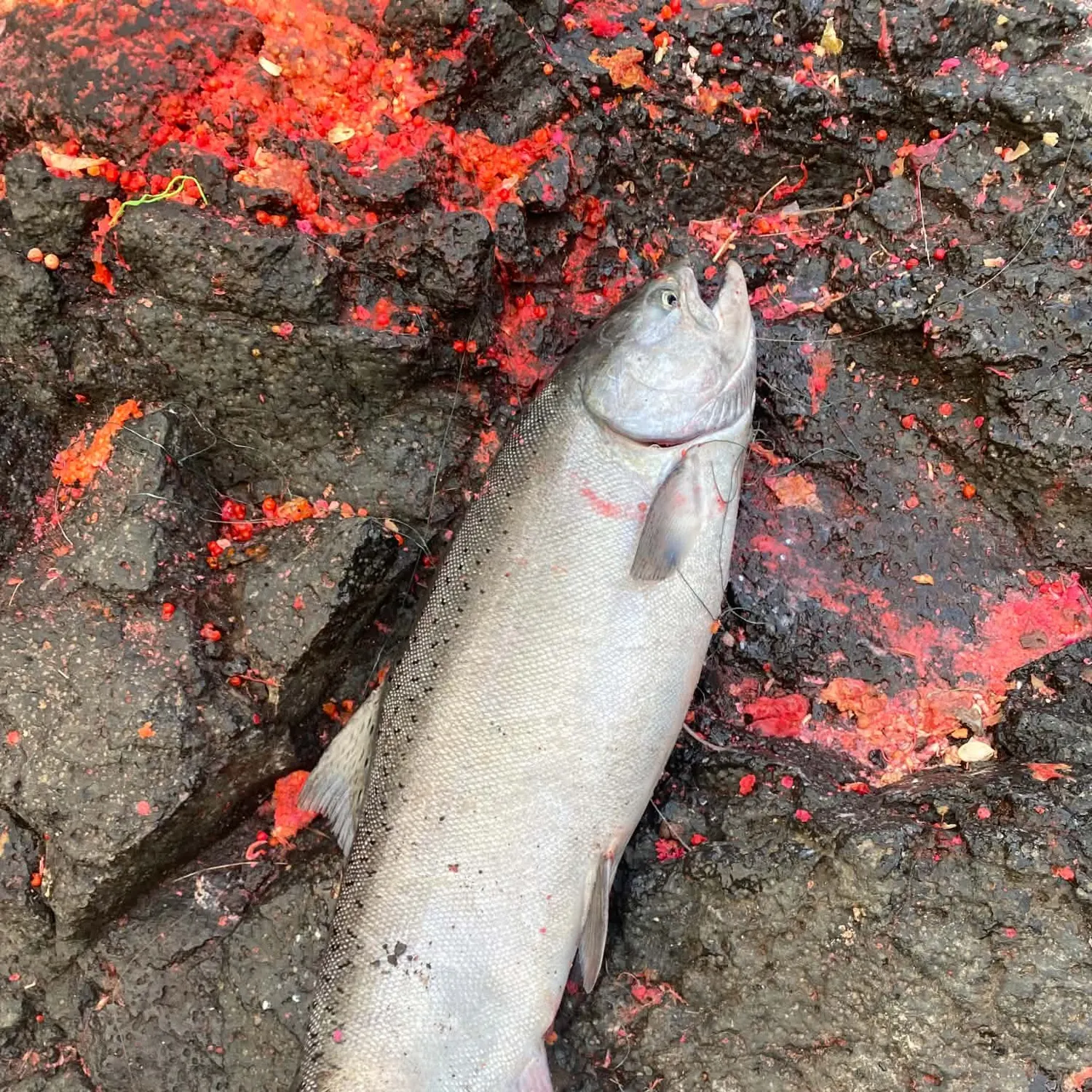 Chinook salmon caught on Fishbrain