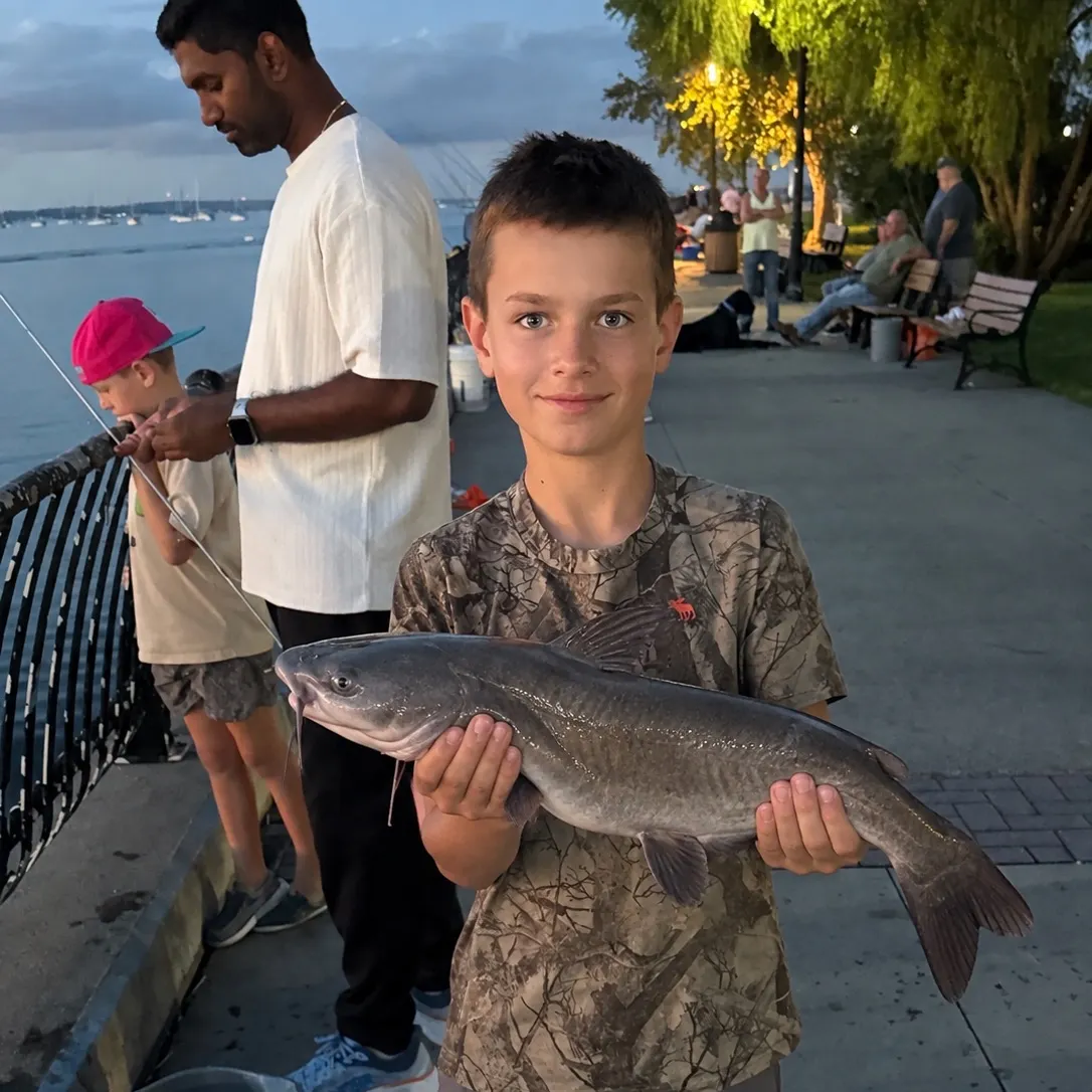 Channel catfish caught on Fishbrain