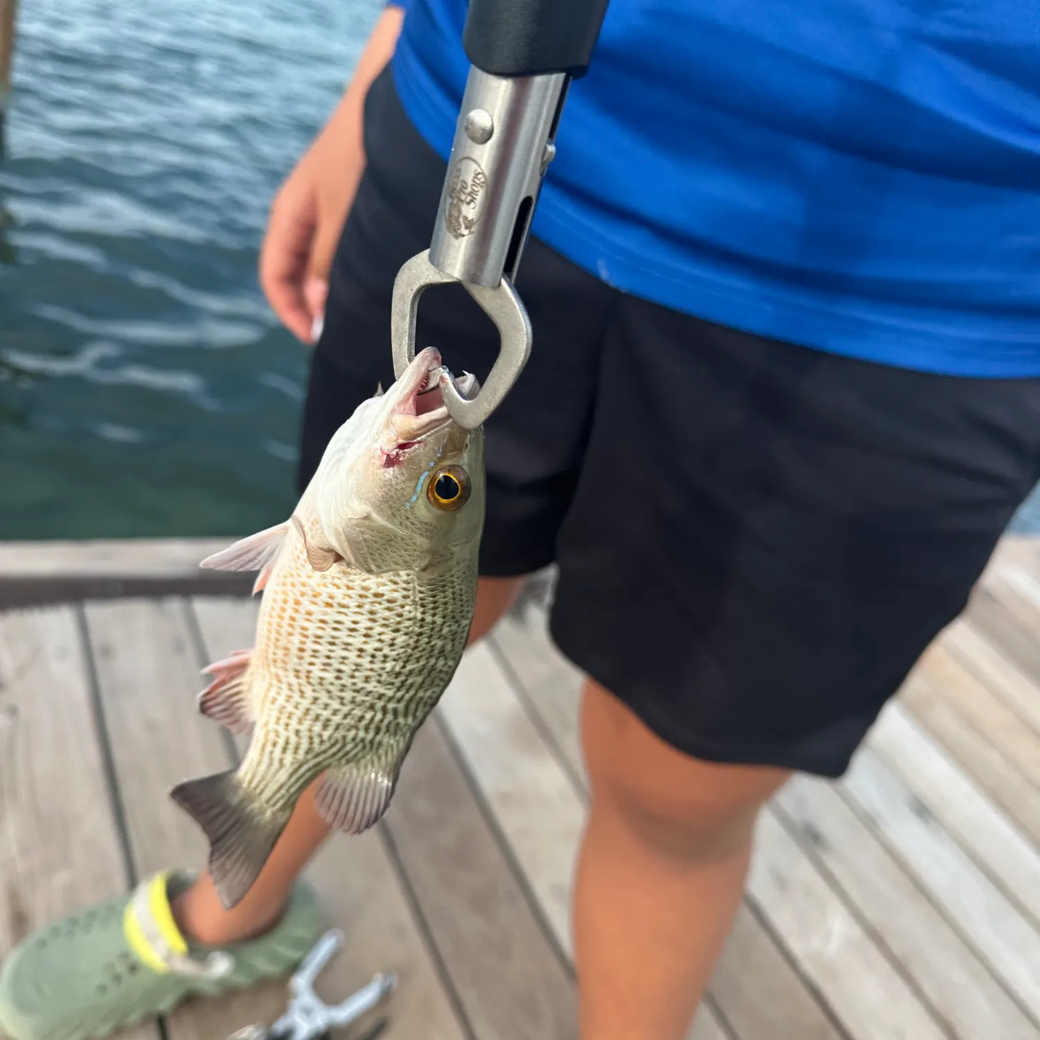 The most recent Oriental sweetlips catches on Fishbrain