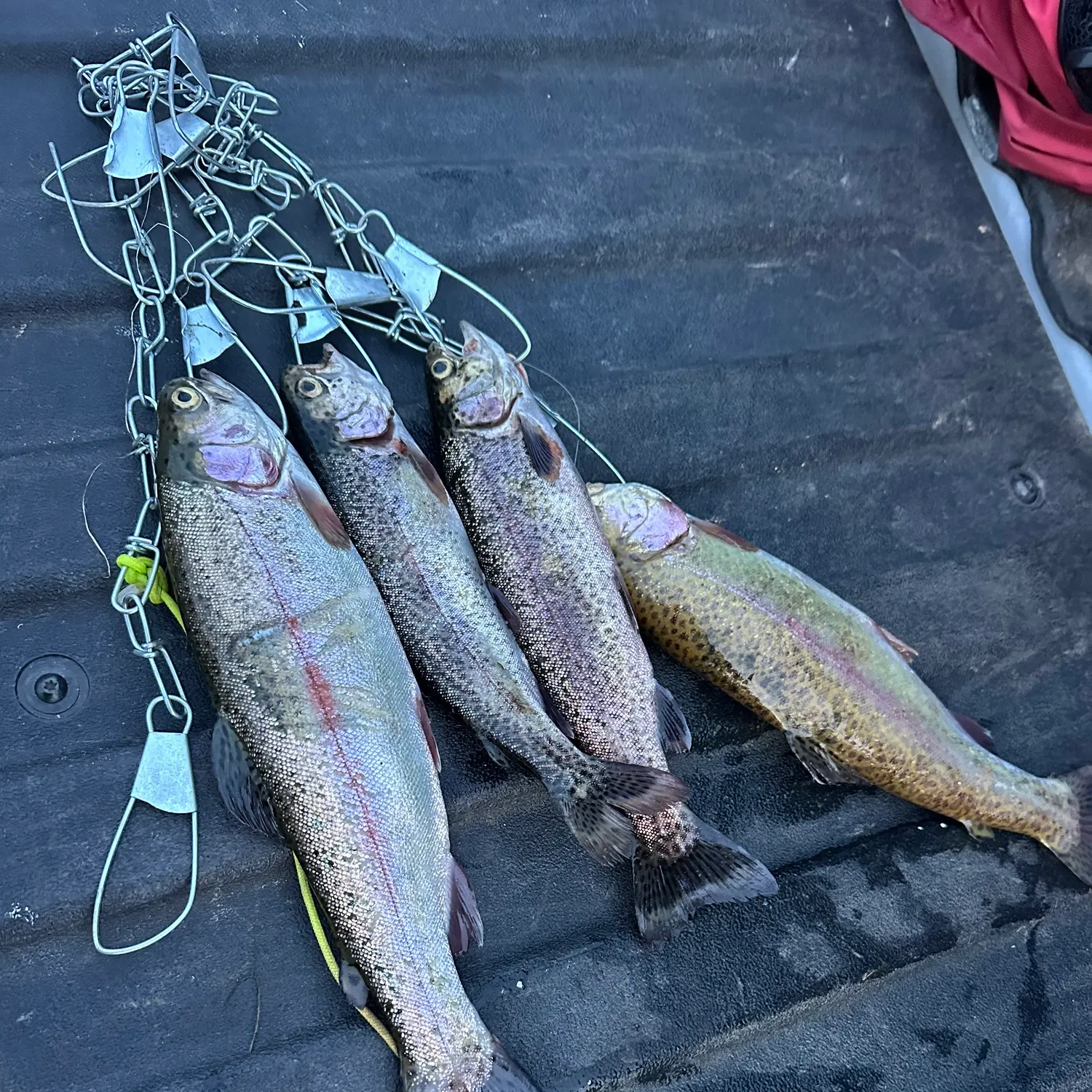 recently logged catches
