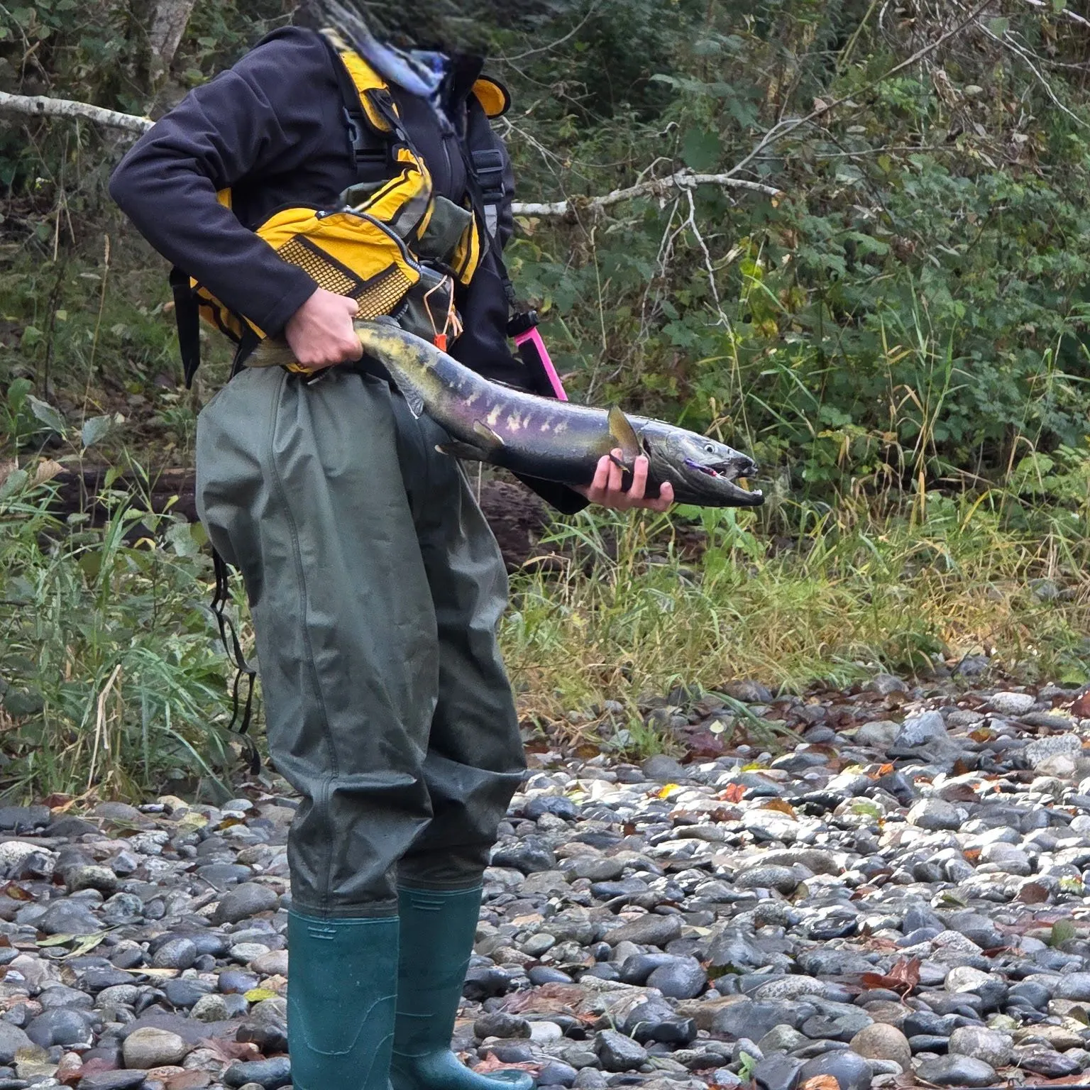 Chum salmon caught on Fishbrain