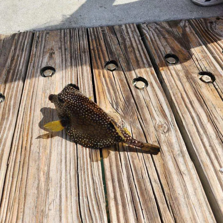 The most recent Smooth trunkfish catches on Fishbrain