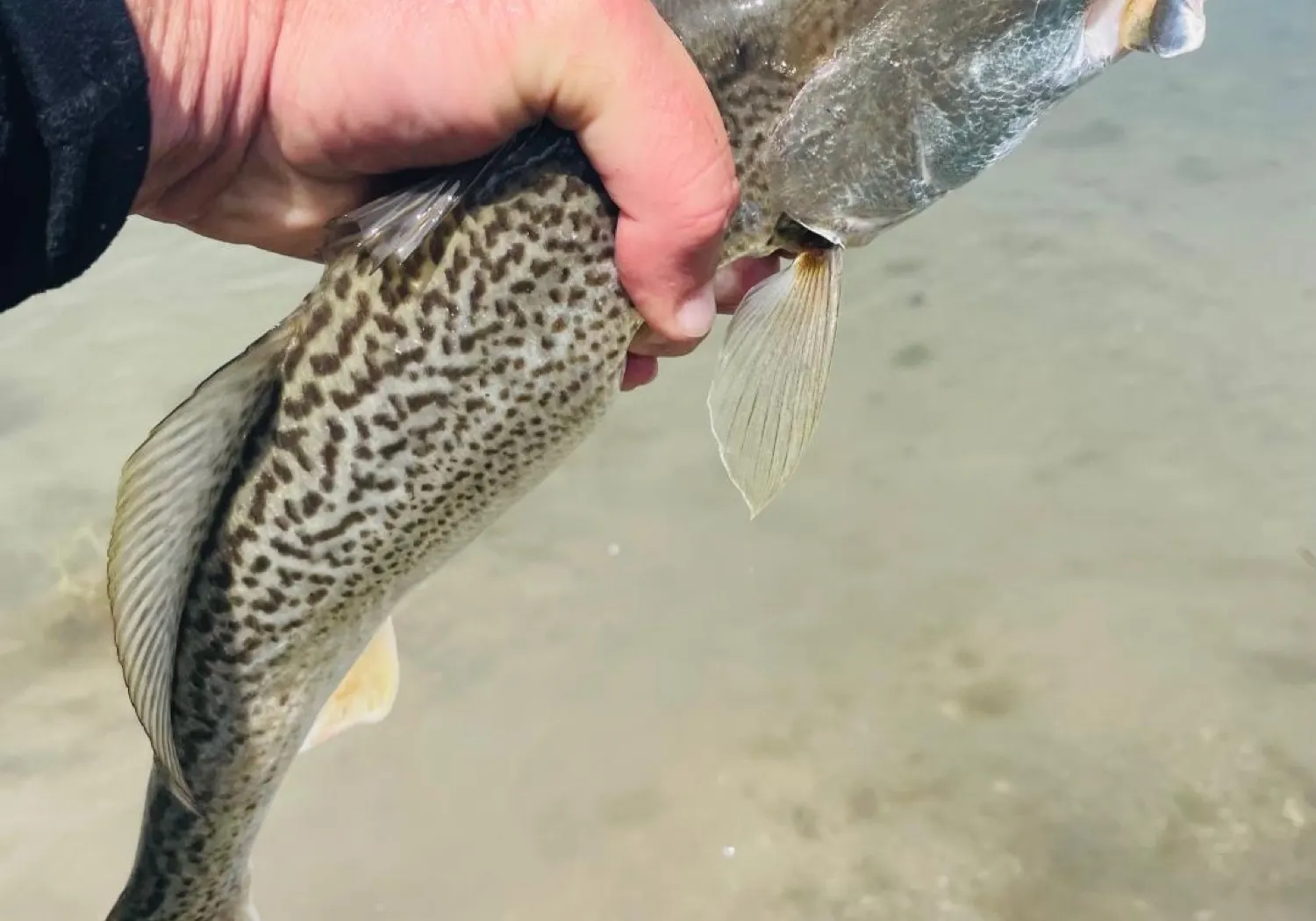 Gray weakfish