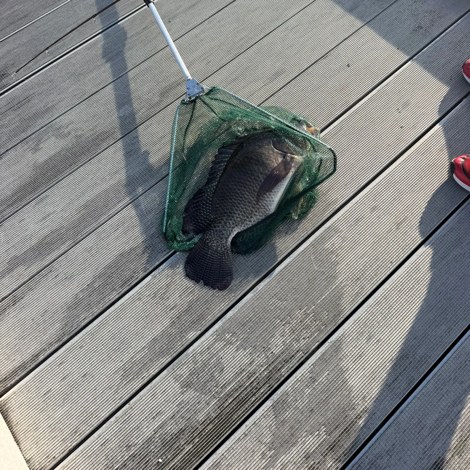 Nile tilapia caught on Fishbrain