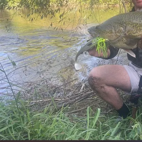 The most recent Murray cod catches on Fishbrain