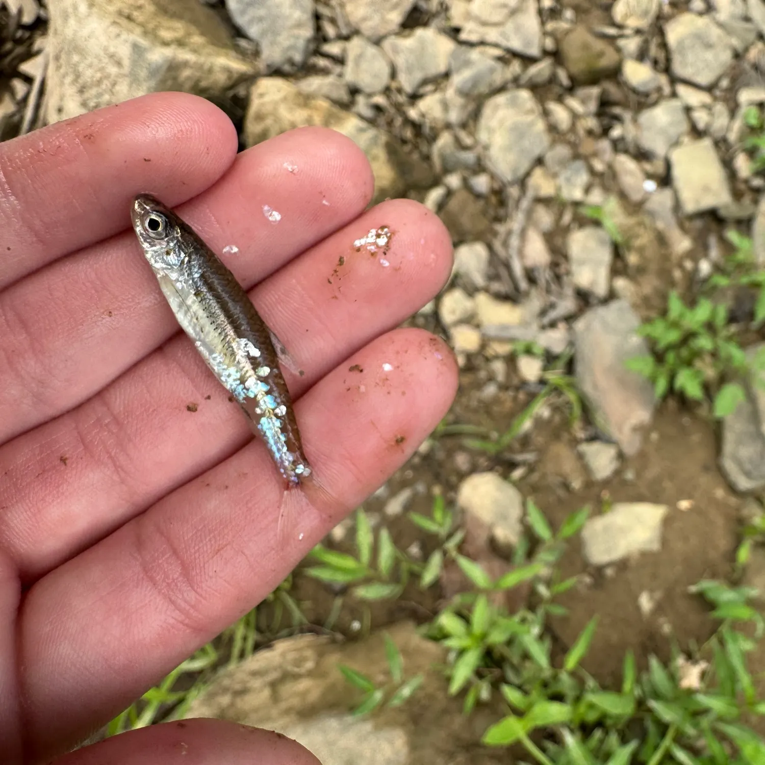 The most recent Mimic shiner catches on Fishbrain