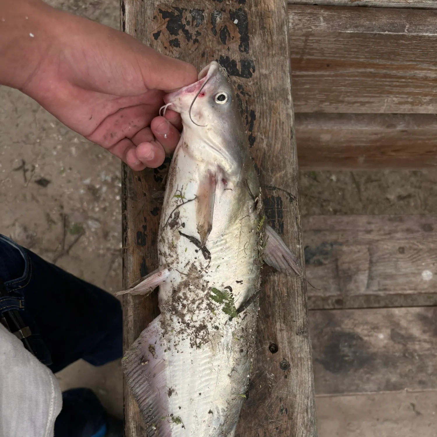 catch