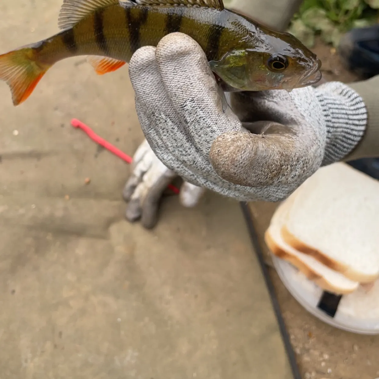 European perch caught on Fishbrain