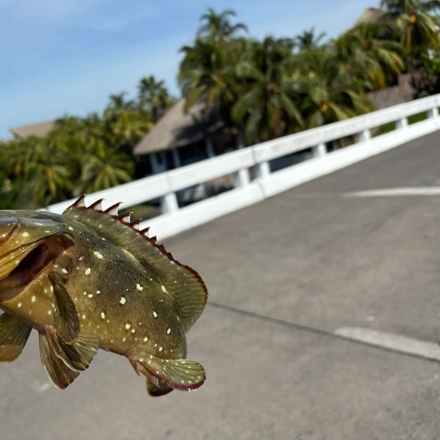 The most recent Starry grouper catches on Fishbrain