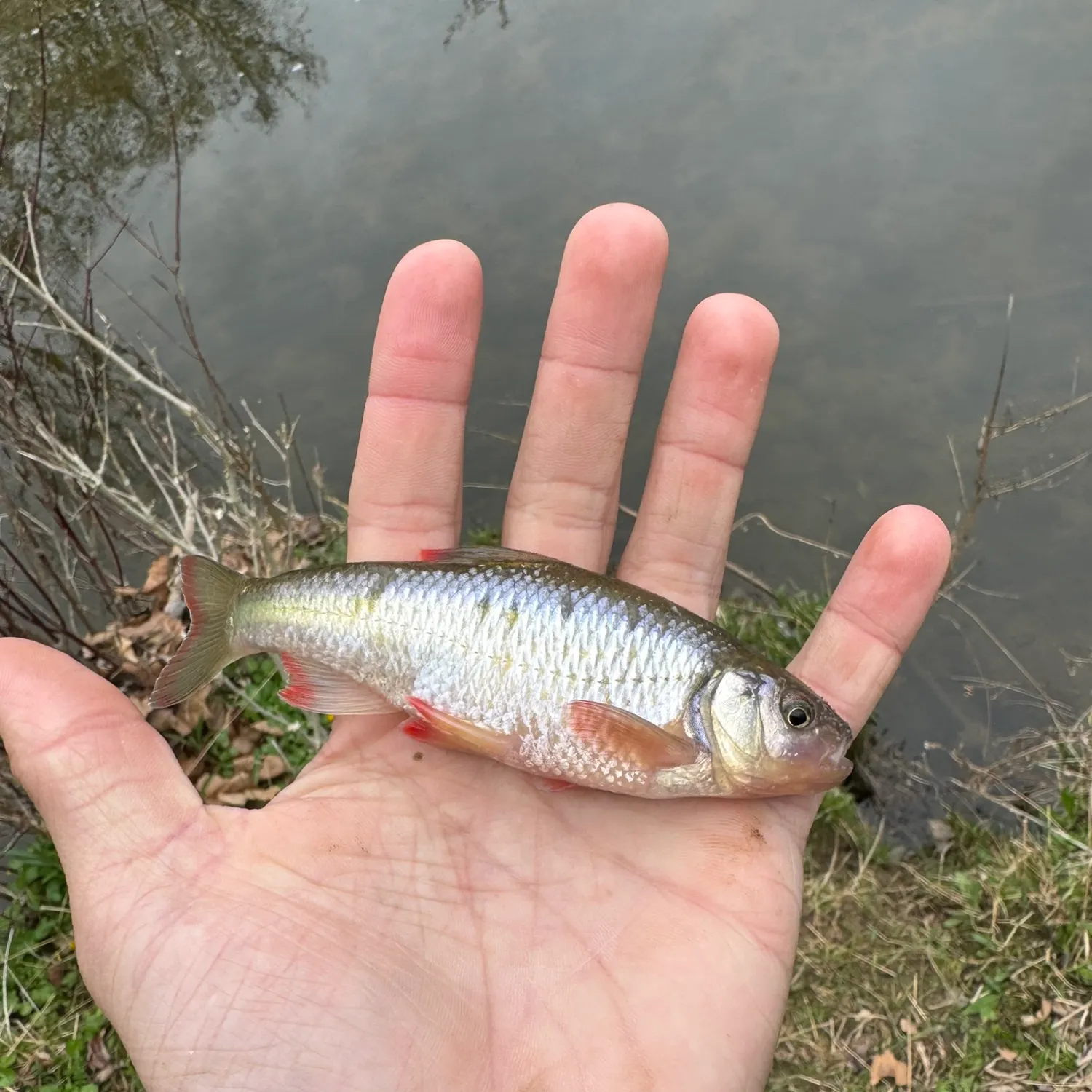 most liked catch image