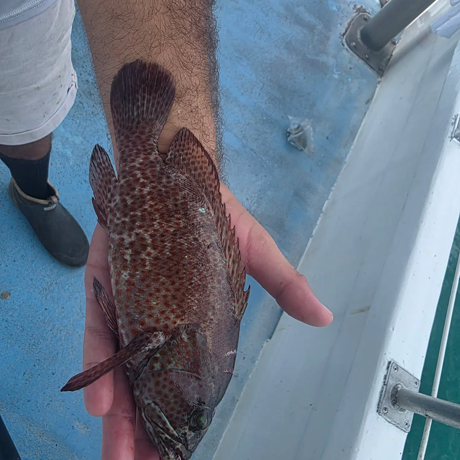 Strawberry hind caught on Fishbrain