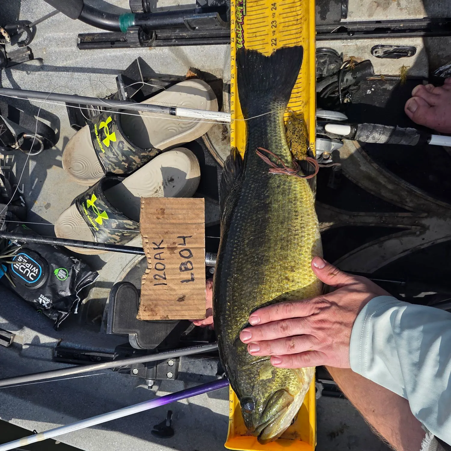 Largemouth bass caught on Fishbrain