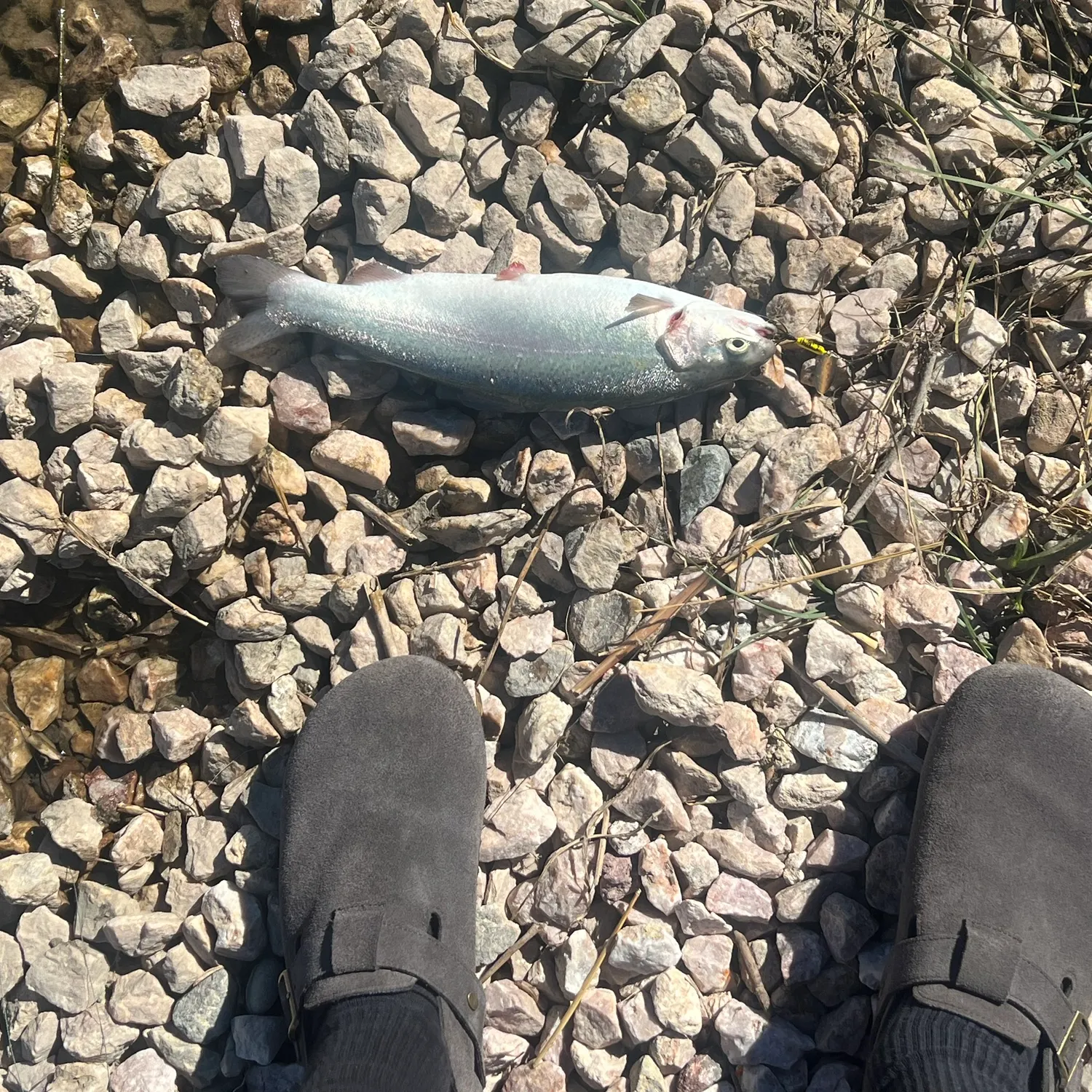 Rainbow trout caught on Fishbrain