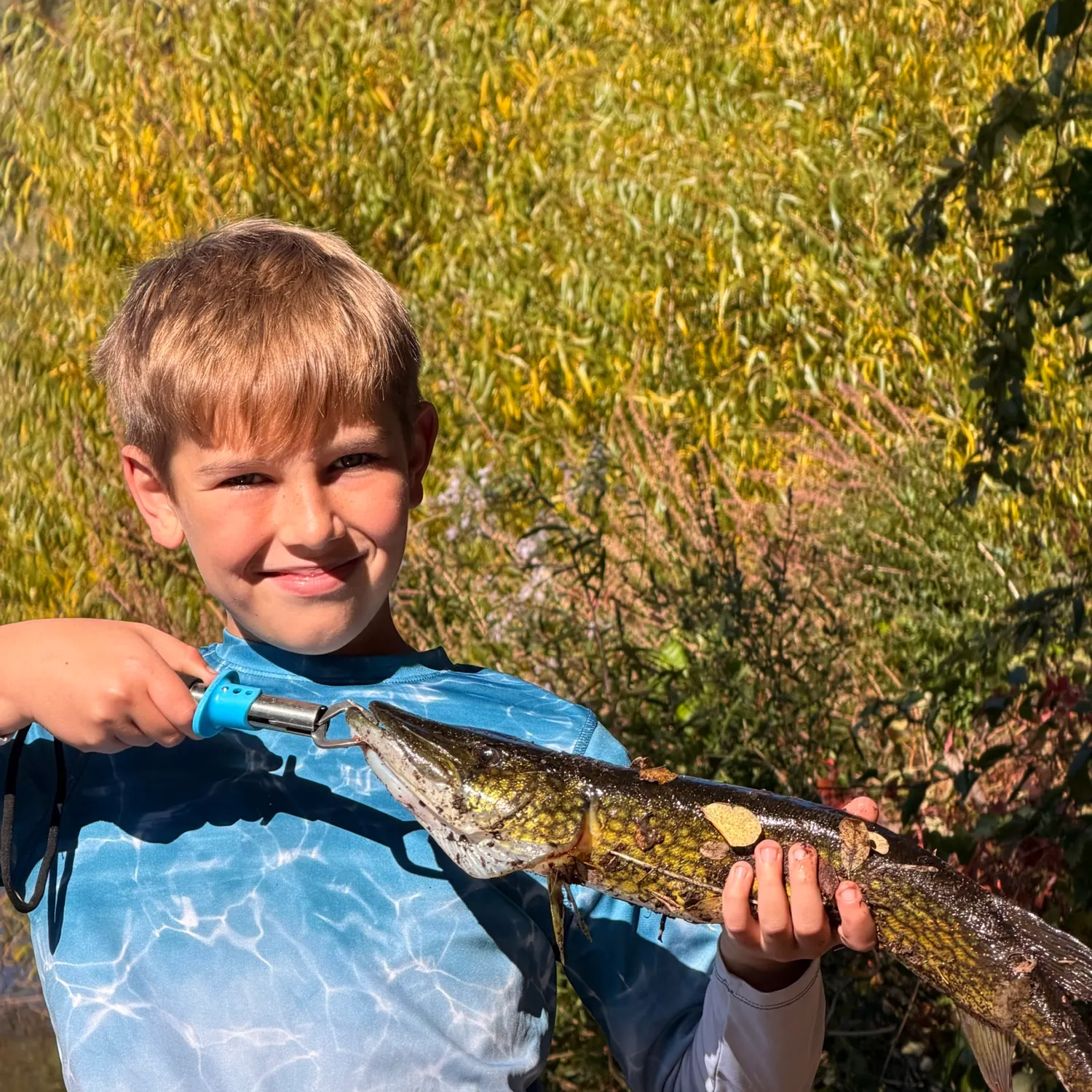 Chain pickerel caught on Fishbrain