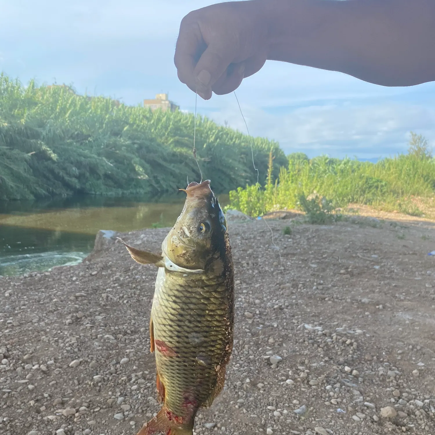 Common carp caught on Fishbrain