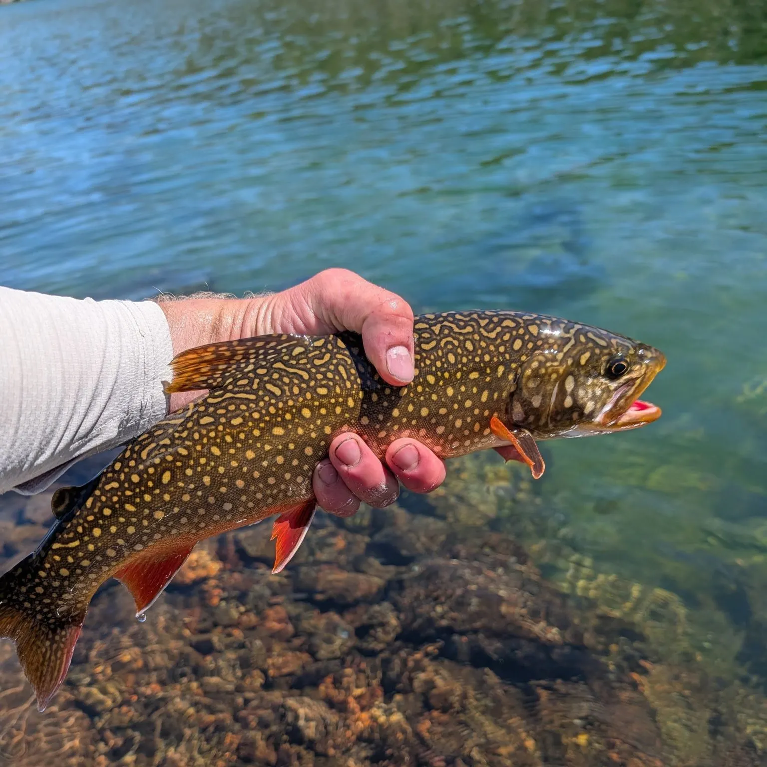 The most recent Splake catches on Fishbrain