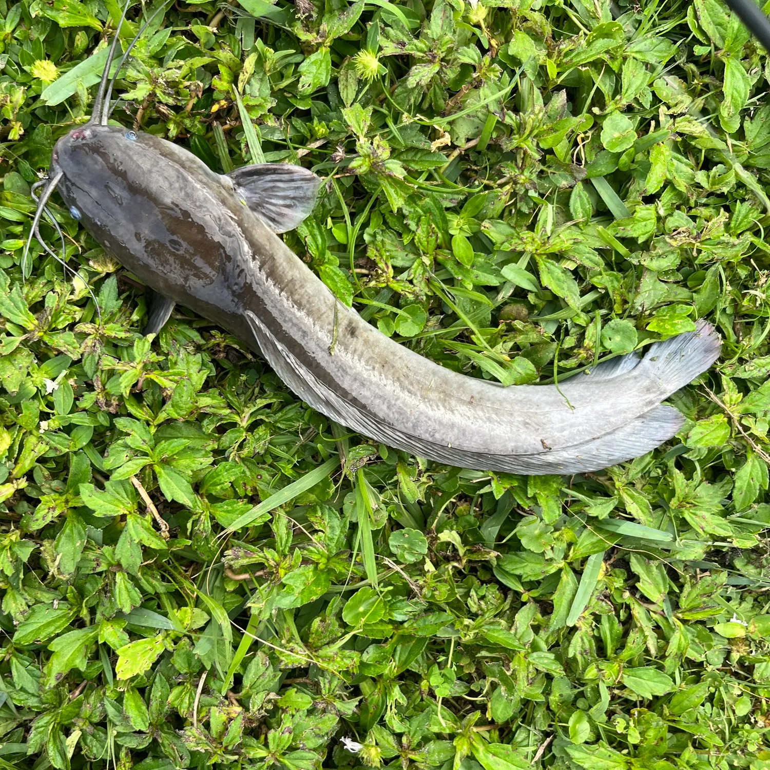 The most recent Walking catfish catches on Fishbrain