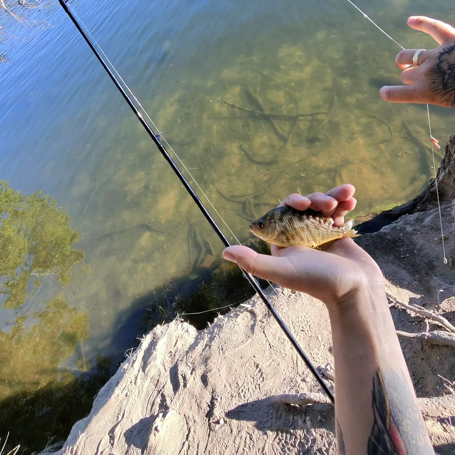The most recent Tule perch catches on Fishbrain
